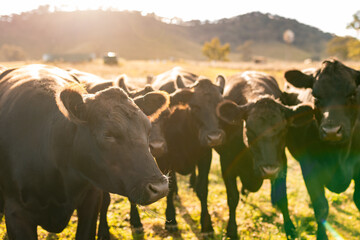 Curious Black Angus cattle in sunlit paddock in the afternoon