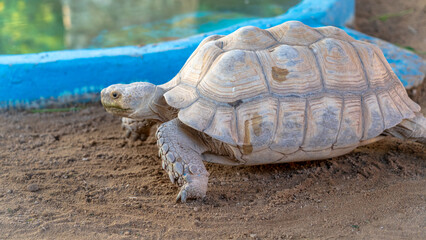 The African spurred tortoise, also called the sulcata tortoise