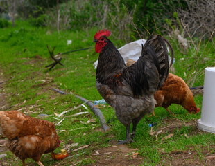 Colorful rooster stands proudly among hens in a lush countryside setting during a sunny afternoon