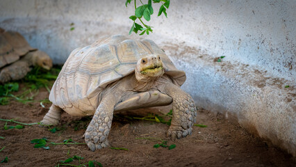 The African spurred tortoise, also called the sulcata tortoise