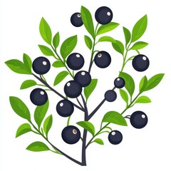 Bilberry is a small, dark berry rich in antioxidants, often used for health benefits and culinary delights. Enjoy bilberrys unique flavor