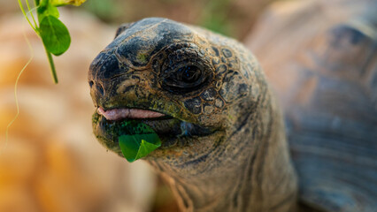The African spurred tortoise, also called the sulcata tortoise