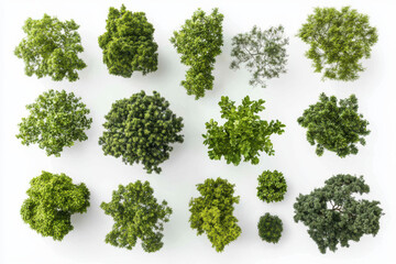 Aerial View of Various Lush Green Trees Showcasing Diverse Shapes and Sizes