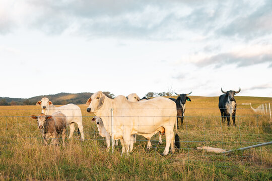 Brahman cows with calves in paddock in rural New South Wales