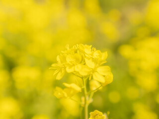 菜の花が咲き誇る05