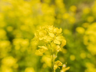 菜の花が咲き誇る09