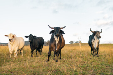 Various cattle breeds in paddock lead by large Guzerat bull
