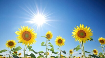 Bright sun shines above a field of blooming sunflowers on a clear day