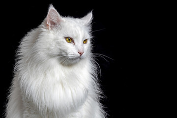 White angora cat isolated on black background.