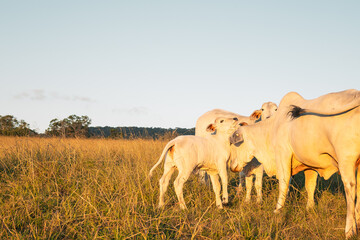 Brahman cows with calves in paddock in rural New South Wales