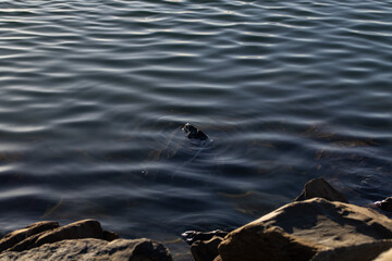 Partially submerged rock in moving water with smooth ripples