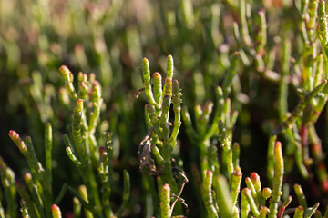 Small clusters of salt-tolerant plants emerging from shallow, clear water with sandy, reflective surroundings