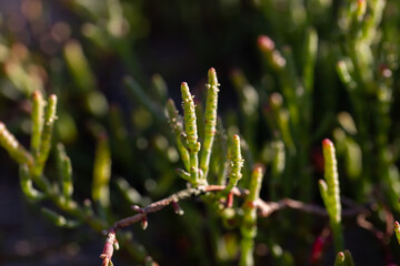 Small clusters of salt-tolerant plants emerging from shallow, clear water with sandy, reflective surroundings