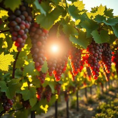Sunlight illuminating rows of ripening grapes on a vine, fruit, summer