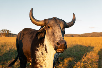 Guzera or Guzerat bull standing in paddock. Brazillian breed of domestic cattle.