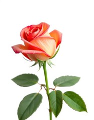 A single, perfect rose, petals unfurled, isolated on pure white, romantic, plant, studio shot