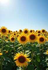 Obraz premium August sunlight bathes a vast field of towering sunflowers, image, wide shot