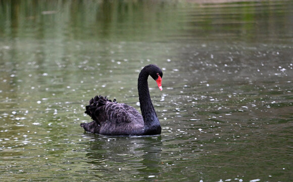 un precioso cisne negro en un lago