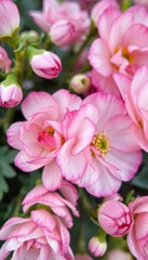 Obraz premium Delicate pink and white ranunculus blossoms, close-up view, romantic, fresh, bloom