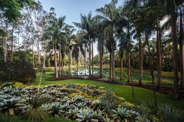 Palm trees, the tropical forest at the shore of the lake, Inhotim, Minas Gerais, Brazil.