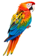 Obraz premium Close-up of bird perching on transparent background