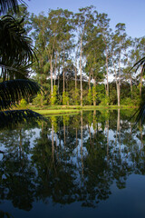 Palm trees, the tropical forest at the shore of the lake, Inhotim, Minas Gerais, Brazil.