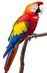 Obraz premium Red-and-green macaw perched on a branch on transparent backgroud