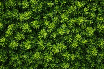 Aerial view of a dense green ground cover with star shaped leaves creating a natural texture pattern