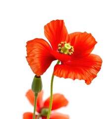 Obraz premium Single red poppy blossom, vibrant petals, white background, white background, texture, background