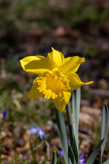 Obraz premium Detail of a yellow daffodil with soft bokeh in sunlight