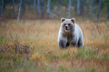 Brown Bear (Ursus arctos). Solitary bear standing alert in a golden autumn meadow. Boreal forest in...