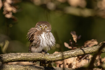 Eurasian Pygmy Owl (Glaucidium passerinum). Fluffy owl puffing up on a tree branch. Sunlit dry forest setting. Cozy, warm scene with soft textures.