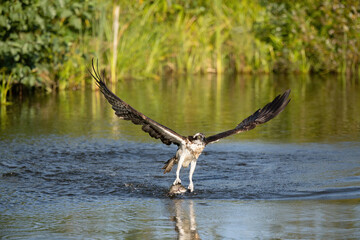 Osprey (Pandion haliaetus). Raptor emerging from water with prey. Vibrant lake environment with splashing water. Intense and dynamic hunting moment.