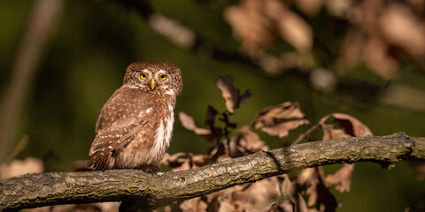 Eurasian Pygmy Owl (Glaucidium passerinum). Tiny owl staring into the distance. Dry woodland setting with warm golden hues. Golden-hour lighting accentuating feather details.