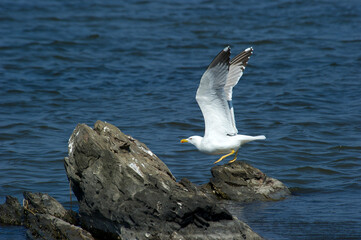seagull on the rock taking off on the sea herring gull (Larus cachinnans)  Yellow-legged Gull - Larus michahellis .Isola Piana. Stintino, Sardinia. Italy