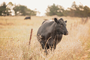 Black Angus cow grazing along rural country road