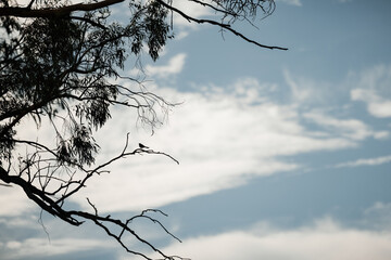 Silhouette of Willy Wagtail bird standing on tree branch with blue sky background