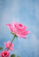 A single pink rose blossoms against a soft blue and white backdrop, white background, photography