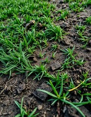 Close-up detail of a worn, grassy football pitch showing blades, mud, and tire tracks, , mud, outdoor