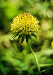 dandelion on green background