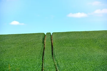 Gardinen Agricultural land, farm tracks and field for crops development, ecology and sustainable pasture. Blue sky space, landscape and eco friendly location with grass and natural environment in countryside © peopleimages.com