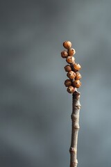Magnolia bud on a stem against a muted gray background simplicity