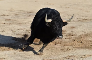 Selbstklebende Fototapeten Stierkampf a strong bull in spain in a traditional spectacle of bullfight  © alberto