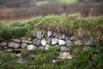 Obraz premium A Cornish hedge near Marazion.