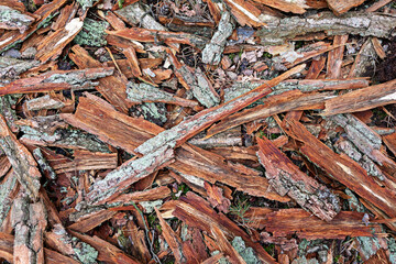 Natural forest floor covered with various types of wooden debris and leaves in autumn