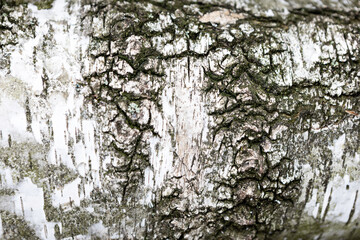 Beautiful birch tree bark showcasing intricate textures and patterns in nature