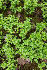 Fresh green plants cover the forest floor in early spring sunlight