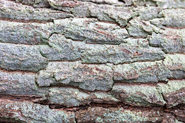 Close-up view of textured tree bark showing intricate details and patterns in natural light