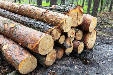 Stacked logs in a serene forest showcasing natural timber collection