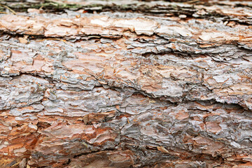 Detailed texture of natural wood bark found in a forest during daytime